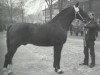stallion Wingolf (Alt-Oldenburger / Ostfriesen, 1948, from Wind 1938 ox)
