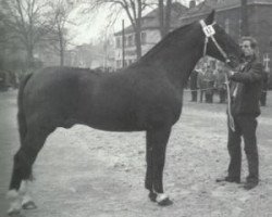 Deckhengst Wingolf (Alt-Oldenburger / Ostfriesen, 1948, von Wind 1938 ox)