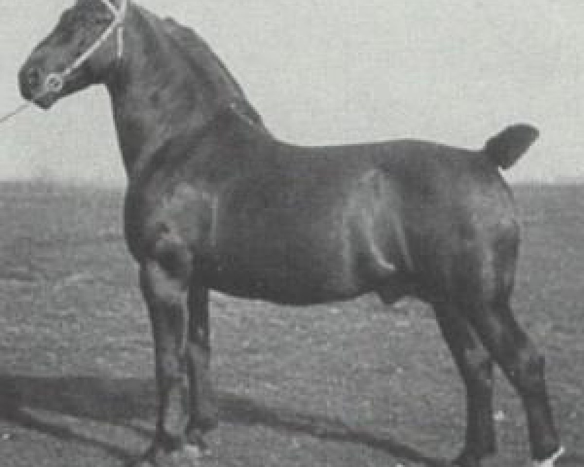 Deckhengst Grumbach III 1546 OF (Alt-Oldenburger / Ostfriesen, 1920, von Grumbach II 1452 OF)