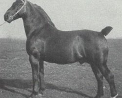 stallion Grumbach III 1546 OF (Alt-Oldenburger / Ostfriesen, 1920, from Grumbach II 1452 OF)