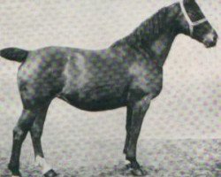 broodmare Monte (Alt-Oldenburger / Ostfriesen, 1912, from Geheimrat)