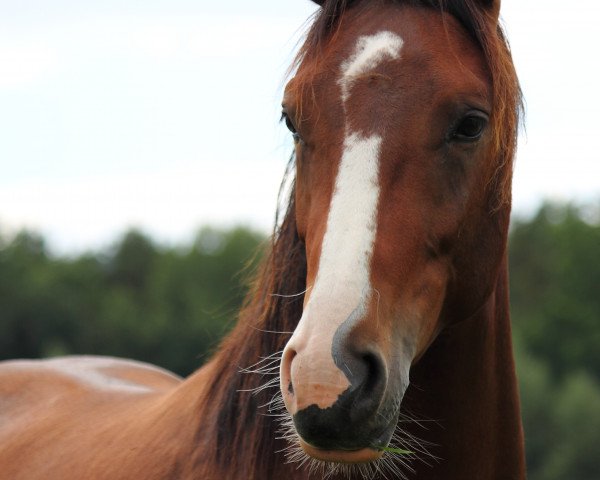 dressage horse Spiderman 12 (Bavarian, 2012, from Swiss Made)