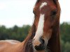 dressage horse Spiderman 12 (Bavarian, 2012, from Swiss Made)