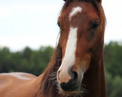 dressage horse Spiderman 12 (Bavarian, 2012, from Swiss Made)