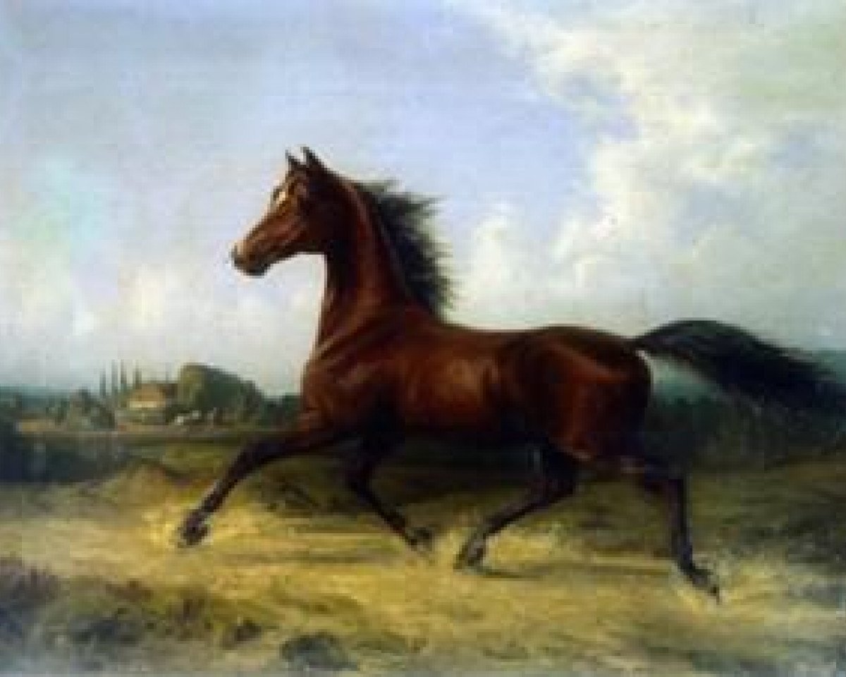 Deckhengst Menkes Senner 177 (Oldenburger, 1846, von Brother to Rostrum xx)