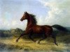 stallion Menke's Senner (Oldenburg,  , from Brother to Rostrum xx)