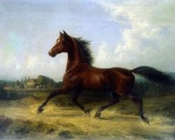 stallion Menkes Senner 177 (Oldenburg, 1846, from Brother to Rostrum xx)