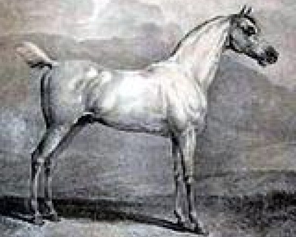 stallion Herodot xx (Thoroughbred, 1794, from Morwick Ball xx)