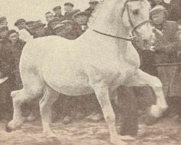 stallion Tello (Alt-Oldenburger / Ostfriesen, 1927, from Theo)