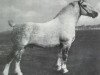 stallion Theo (Alt-Oldenburger / Ostfriesen, 1919, from Tello)