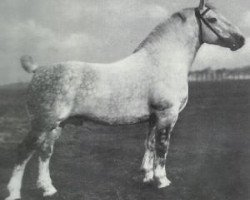 stallion Theo (Alt-Oldenburger / Ostfriesen, 1919, from Tello)