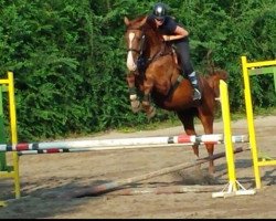 horse Grand Lord del Tiglio (Hanoverian, 2010, from Grand Royal 9)