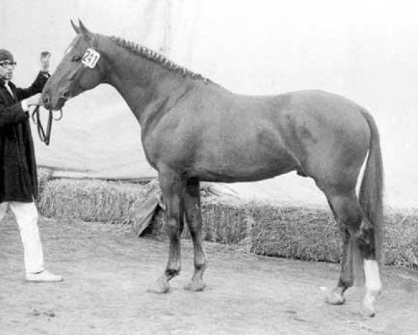 stallion Landman (KWPN (Royal Dutch Sporthorse), 1970, from Talisman xx)