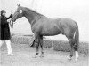 stallion Landman (KWPN (Royal Dutch Sporthorse), 1970, from Talisman xx)