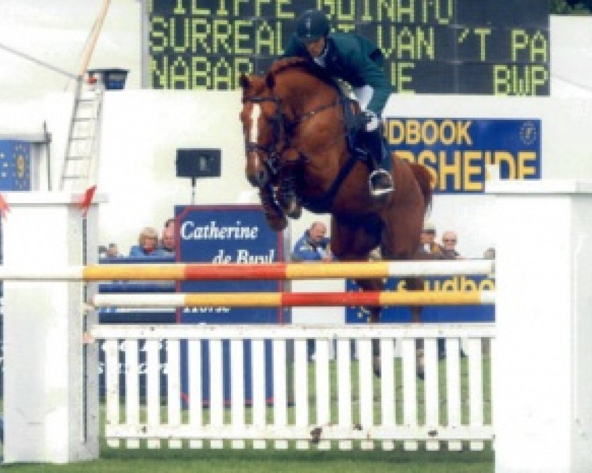 Deckhengst Surrealist van het Paradijs (Belgisches Warmblut, 1995, von Nabab de Rêve)