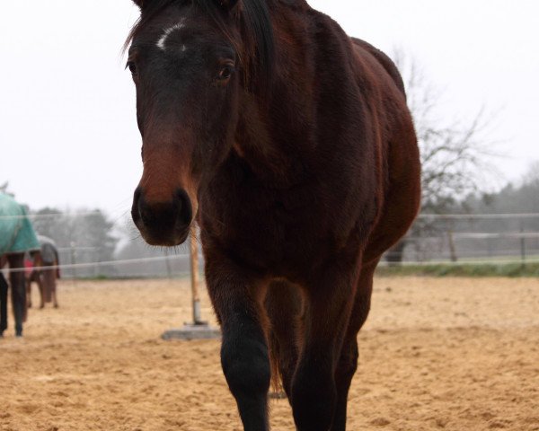 broodmare Rivera (Bavarian, 2013, from Rivero II)