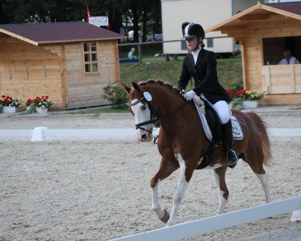 dressage horse Golden Dancer 27 (German Riding Pony, 1998, from Glamour B)