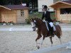 dressage horse Golden Dancer 27 (German Riding Pony, 1998, from Glamour B)