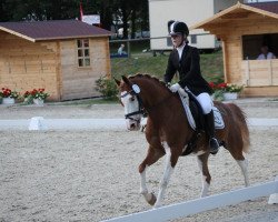 Dressurpferd Golden Dancer 27 (Deutsches Reitpony, 1998, von Glamour B)