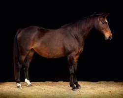 broodmare Kimberley H (Trakehner, 1998, from Lehndorff's)