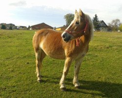 Pferd Adriane (Haflinger, 1996, von Alhi Vital)