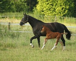 broodmare Szellö (Hanoverian, 2006, from Smetana)