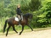 dressage horse Sunday Sole (Rhinelander, 2005, from Smetana)