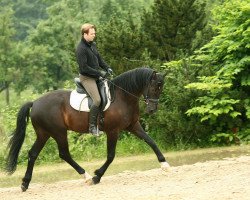 dressage horse Sunday Sole (Rhinelander, 2005, from Smetana)