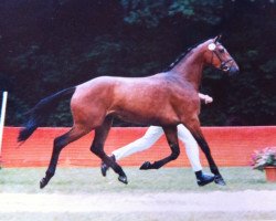 broodmare Landora (Rhinelander, 1999, from Lancer II)