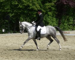 dressage horse Balu 372 (German Riding Pony, 2003, from Blind Date Mister)