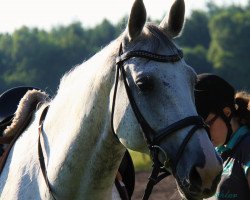 broodmare Deichgraefin (Hanoverian, 2001, from De Niro)