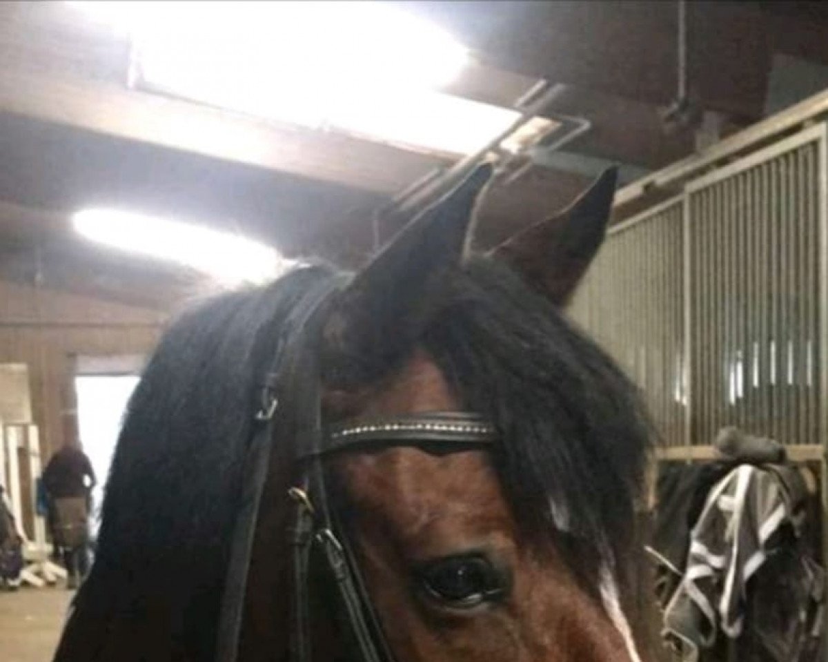 dressage horse PBM Tabaluga (German Riding Pony, 2003, from Tarzan)