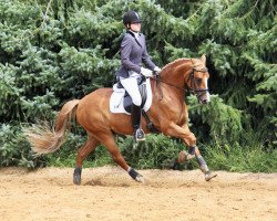 dressage horse Nemo Ih (German Riding Pony, 2006, from Navajo)