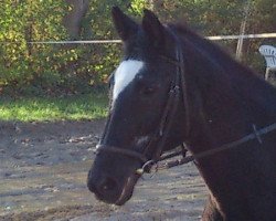 broodmare Kadenz IV (Trakehner, 1986, from Enrico Caruso)