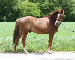 horse Don Dorado (German Riding Pony, 1996, from Downland Donner)