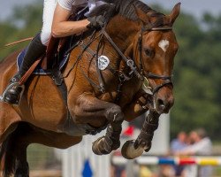 Springpferd Placibo (Oldenburger, 2001, von Placido)