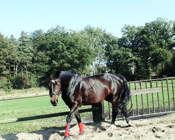 jumper Chandra (Hanoverian, 2003, from Conteur)