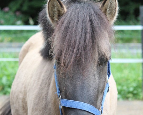 broodmare Gaby (Pinto / Pony, 2009)