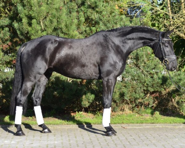 horse Picasso (Hanoverian, 2009, from Piaster)