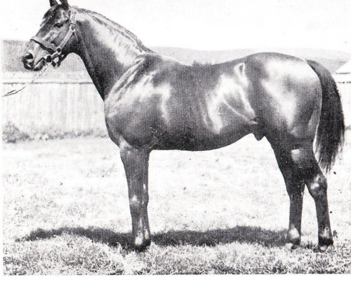 stallion Night Raid xx (Thoroughbred, 1918, from Radium xx)