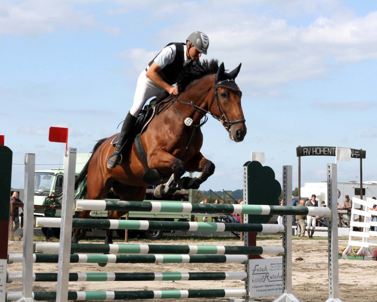 jumper Calido di Coco (Holsteiner, 2000, from Carolus I)