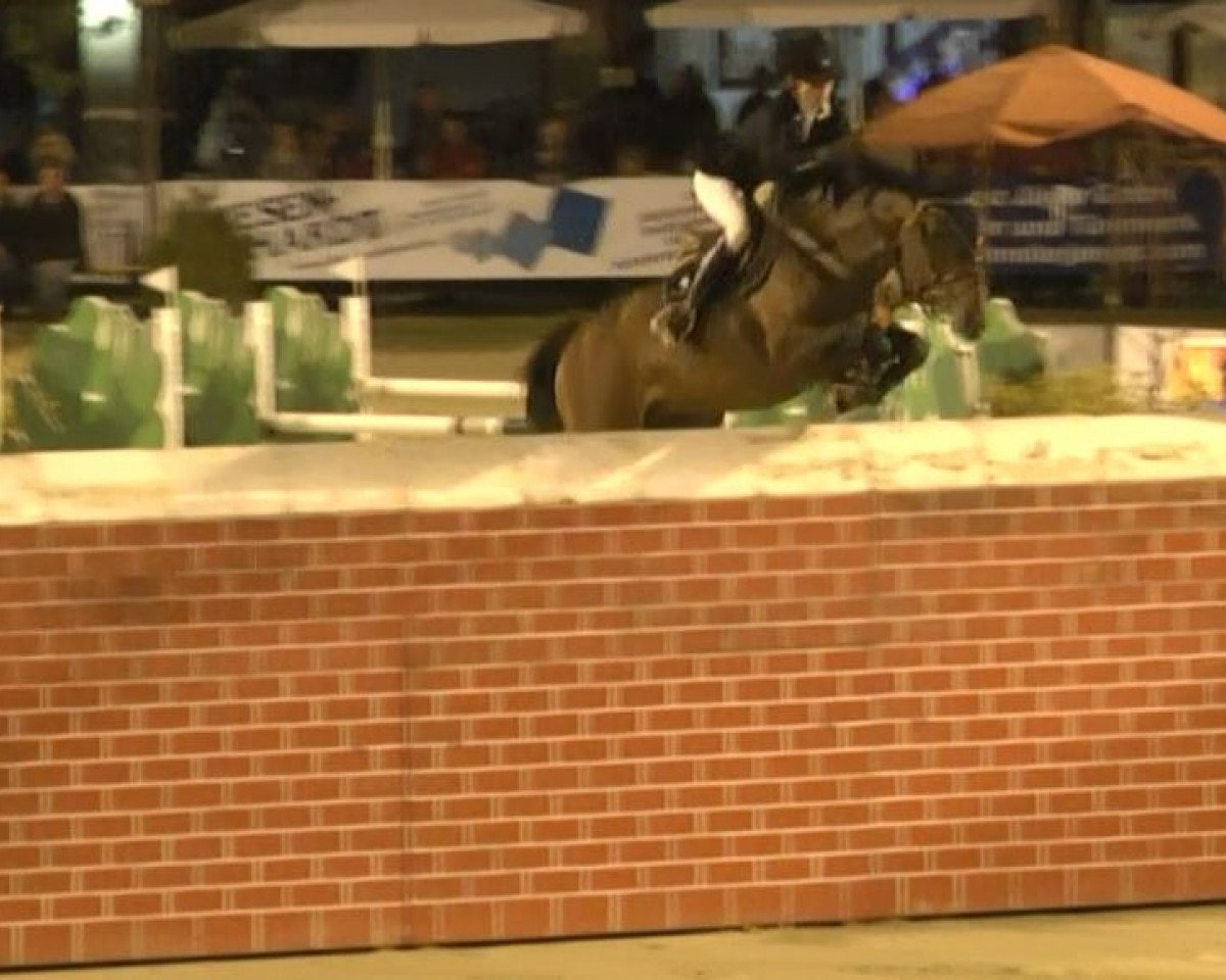 Springpferd Giga Star de Tiji (Belgisches Warmblut, 2006, von Calvaro Z)