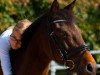 dressage horse Viet (German Riding Pony, 1997, from Valerio)