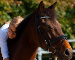 dressage horse Viet (German Riding Pony, 1997, from Valerio)