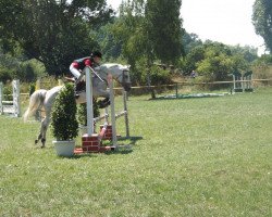 jumper Naika 5 (German Riding Pony, 2003, from FS Pontiac)