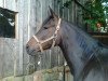 Springpferd Rainbow (Deutsches Reitpony, 2009, von Merano)