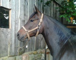 jumper Rainbow (German Riding Pony, 2009, from Merano)