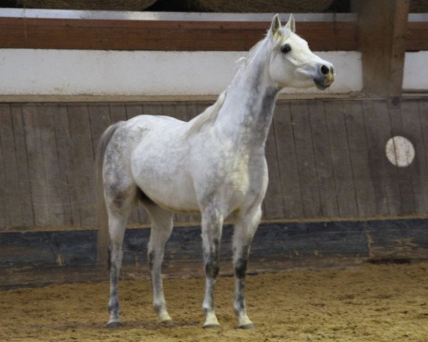 Pferd Albertus ox (Vollblutaraber, 2010, von Polon ox)