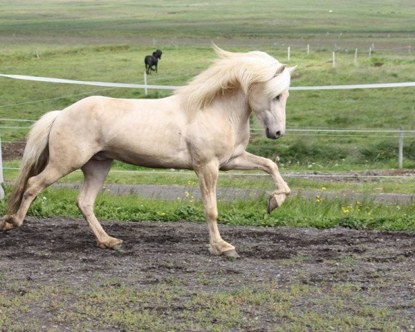 stallion Arður frá Vatnsleysu (Iceland Horse, 2010, from Andri frá Vatnsleysu)