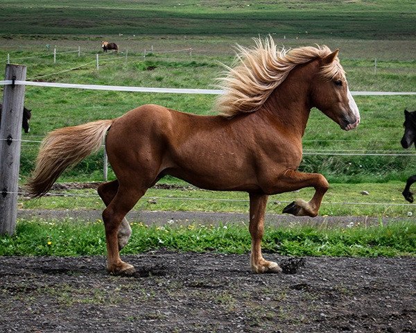 stallion Háleggur (Iceland Horse, 2010)